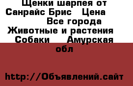 Щенки шарпея от Санрайс Брис › Цена ­ 30 000 - Все города Животные и растения » Собаки   . Амурская обл.